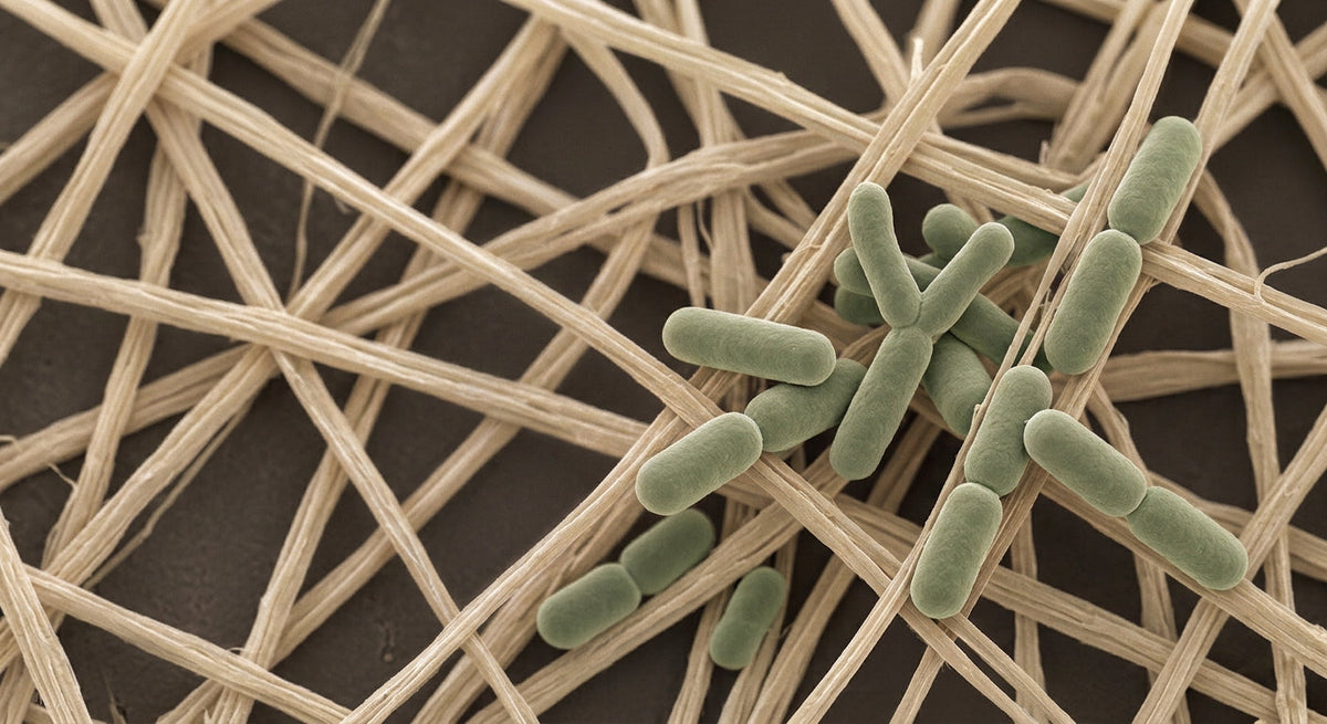 Probiotics vs Prebiotics: What’s the Difference, and Do You Need Both?